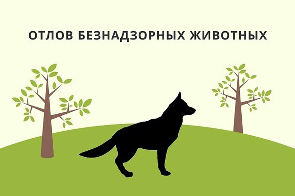 Реестр по отлову безнадзорных животных в Черемисиновском районе Курской области (февраль 2025).