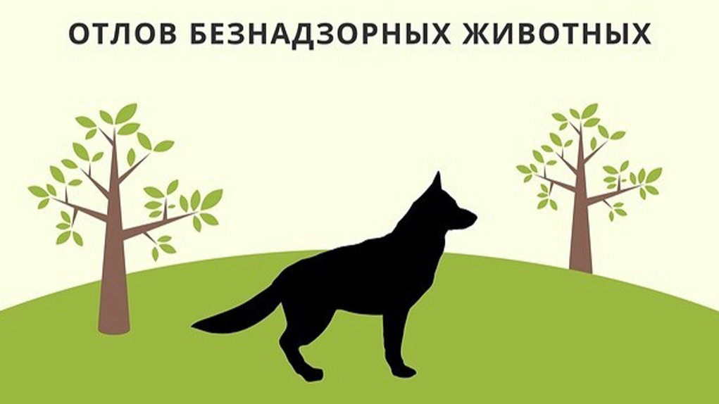 Реестр по отлову бездомных животных п. Черемисиново за март 2026 года.